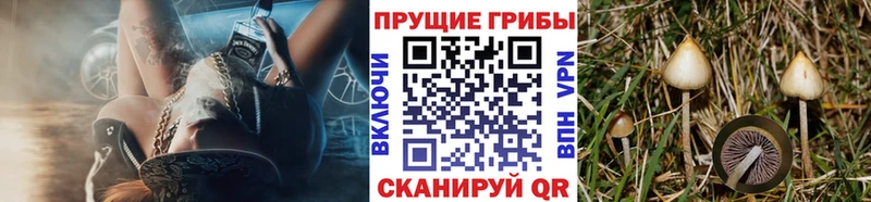 hydra как войти  Кинель  Галлюциногенные грибы ЛСД 